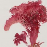 【已售】黃云鴻 三尺斗方《鴻運當頭》