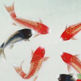 【已售】凌雪 四尺斗方《富貴有余》 北京美協(xié)會員